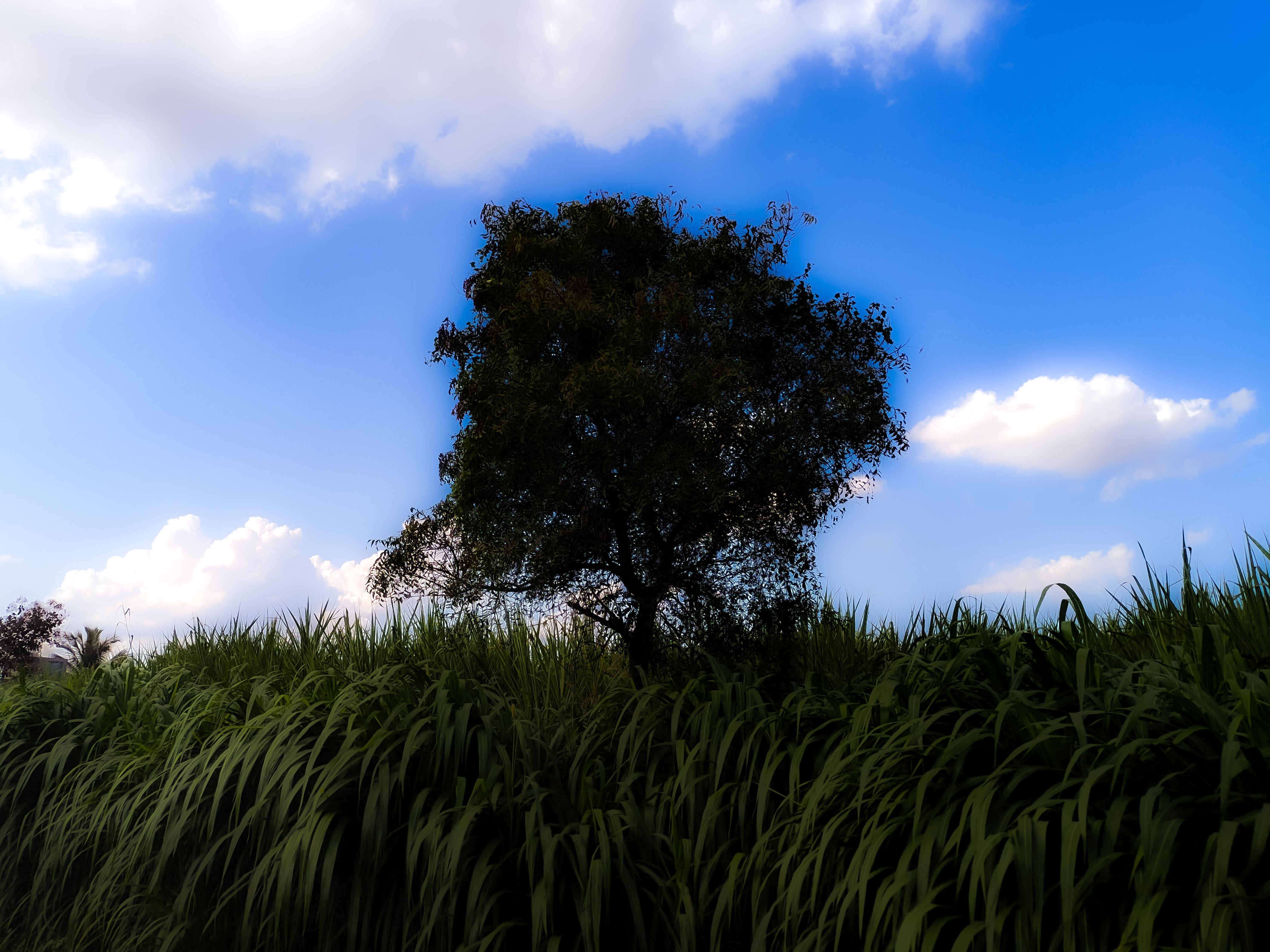 Nature 12