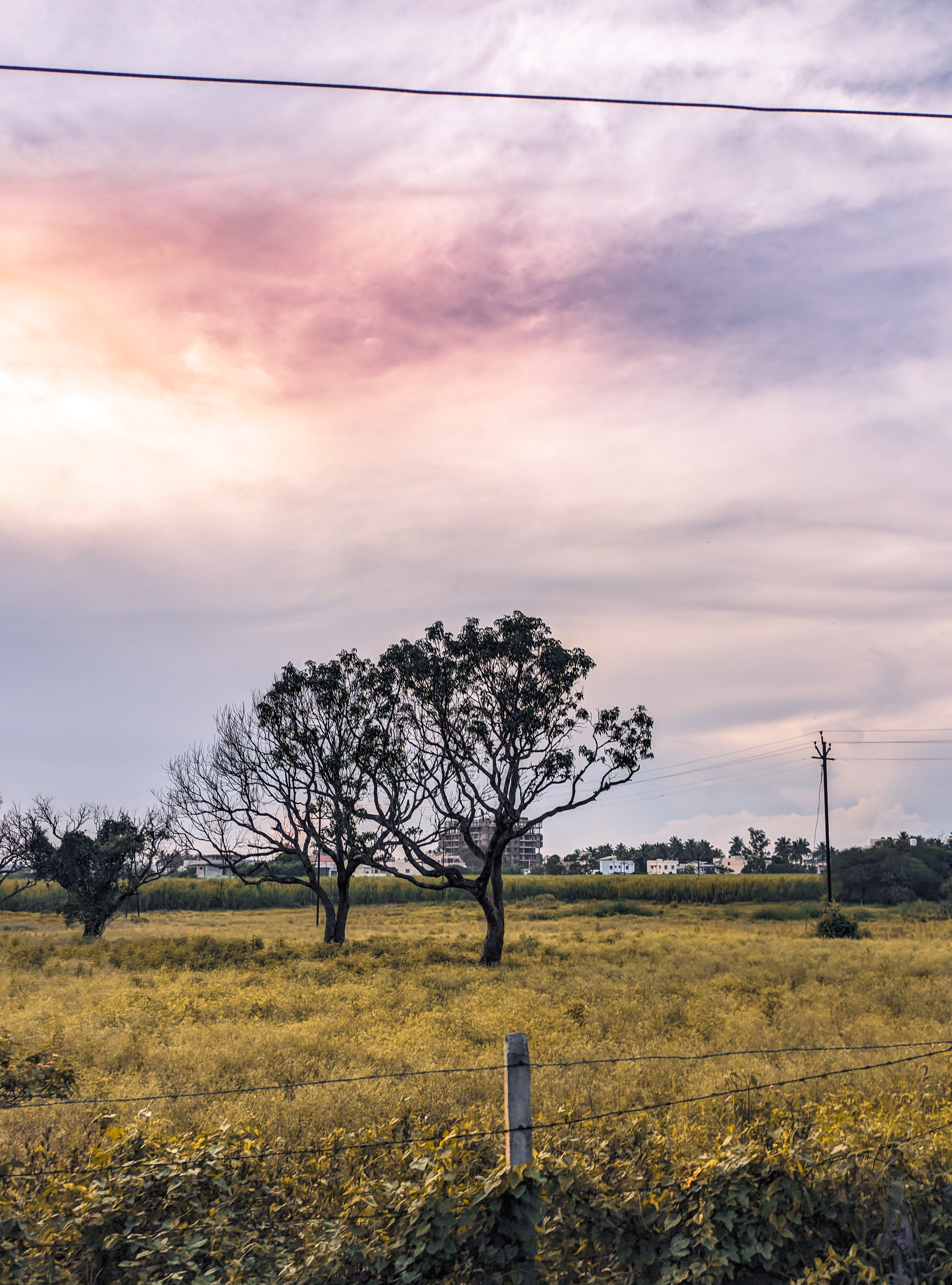 Nature 3