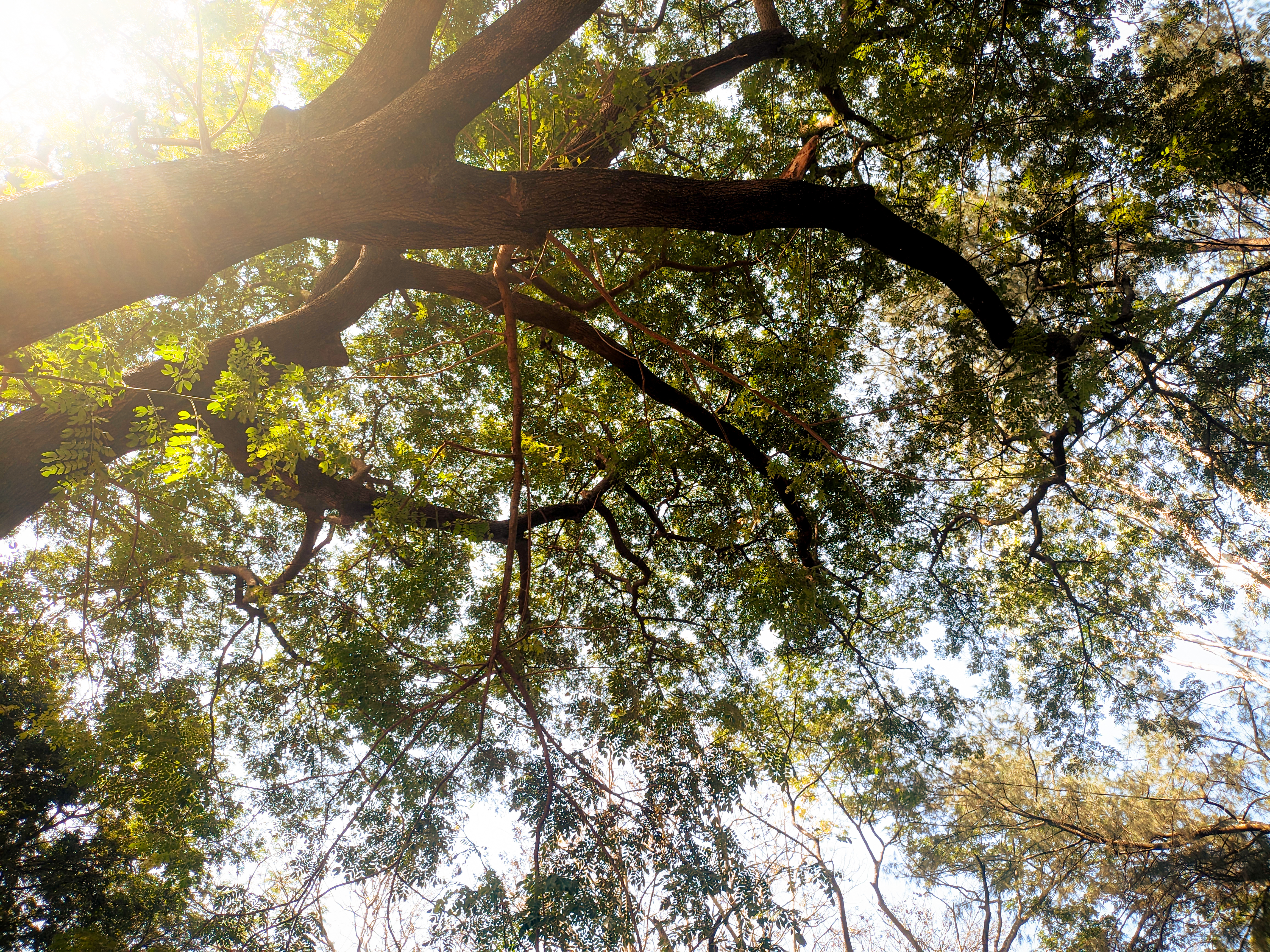 Nature 6