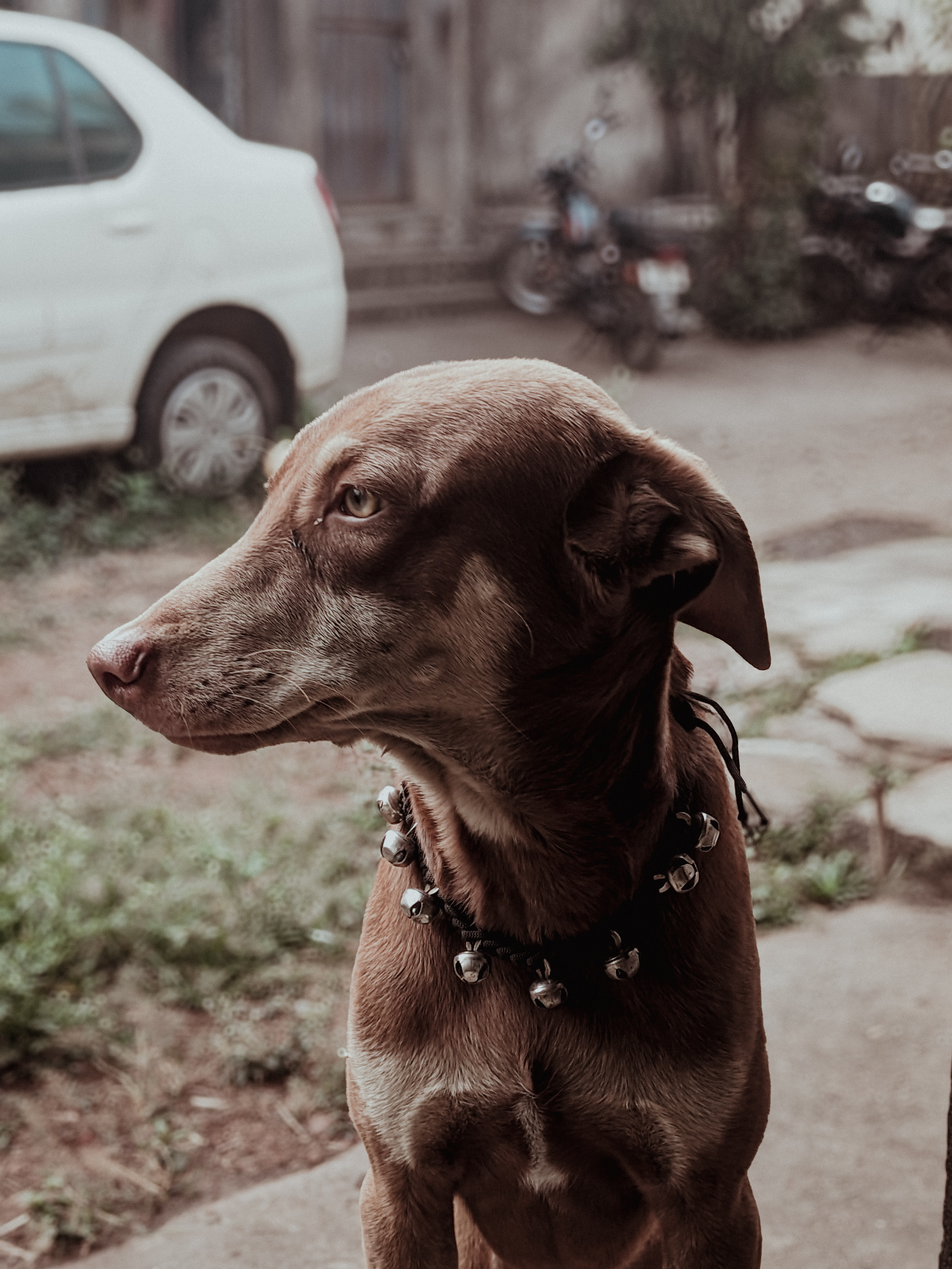 Portrait 8